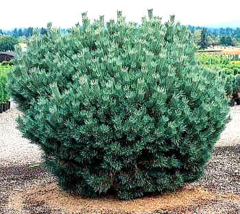 Habit