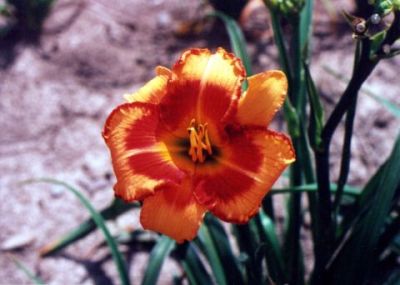 Flower