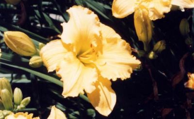 Flower