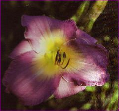 Flower