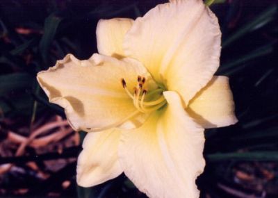 Flower