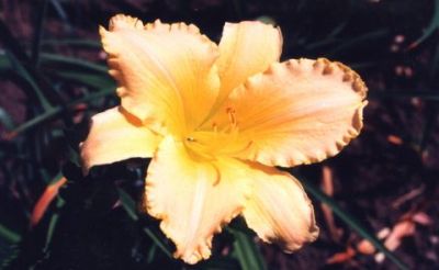 Flower