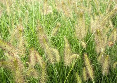 Habit, In Flower