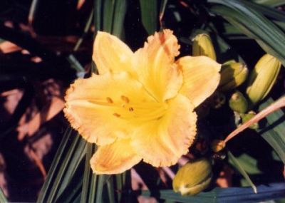 Flower
