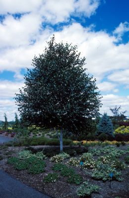 Habit