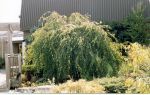 Habit