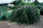 Habit