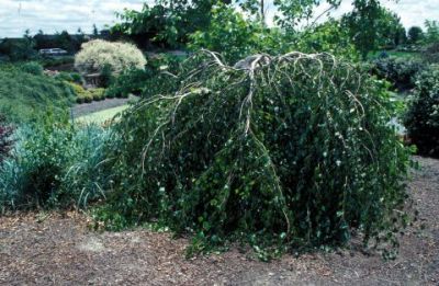 Habit