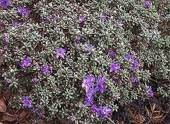Habit, In Flower