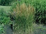 Habit