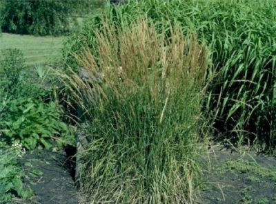 Habit