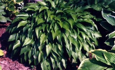 Habit