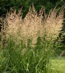 Habit