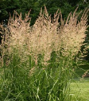 Habit