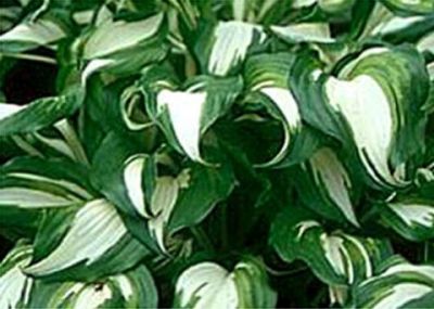 Leaf