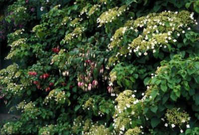 Habit, In Flower