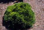Habit