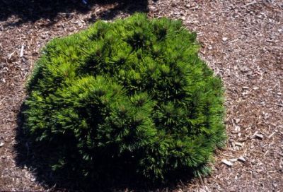 Habit