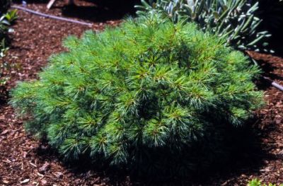 Habit