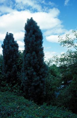 Habit