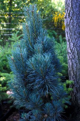 Habit, Young