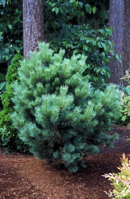 Habit