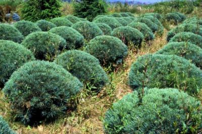 Habit