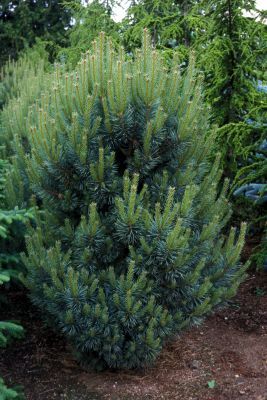 Habit