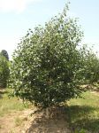 Habit
