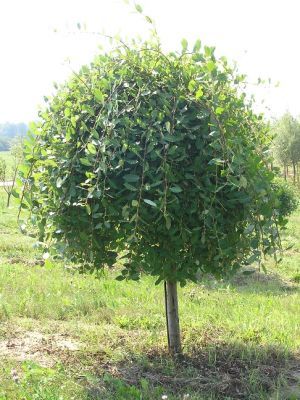 Habit