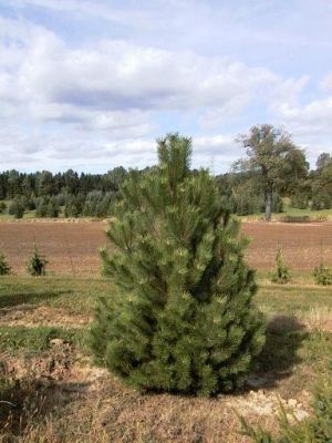 Habit (Young)