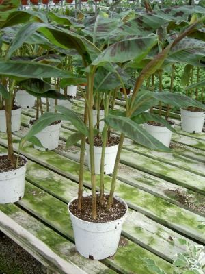 Habit