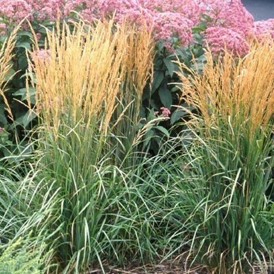Habit