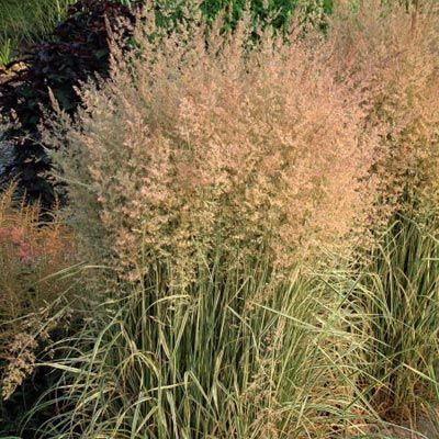 Habit