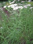 Habit, In Flower
