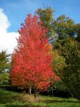 Habit, Fall Colour