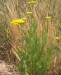 Habit, In Flower