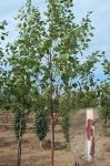 Habit (Young)