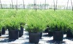 Habit, in Production