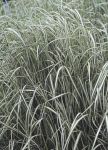 Habit