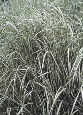 Habit