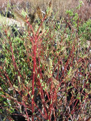 Twigs, Late Catkins