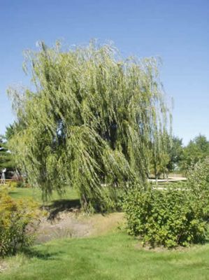 Habit