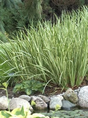 Habit