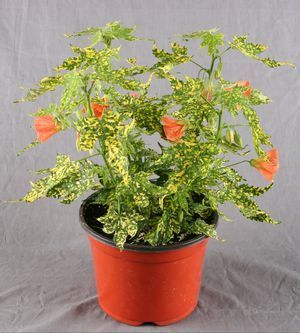Habit