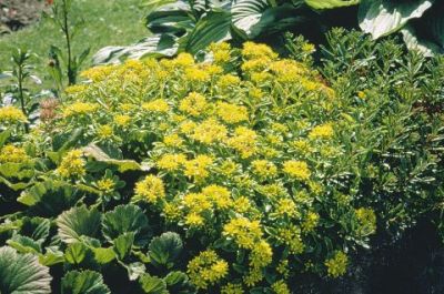 Habit, In Flower