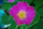 Rosa setigera [flower]